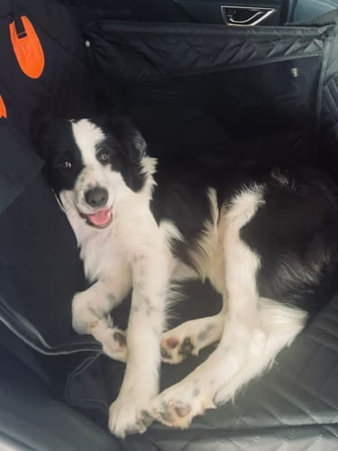 Customer photo review of Pawlow Single Hard Bottom Seat Cover
