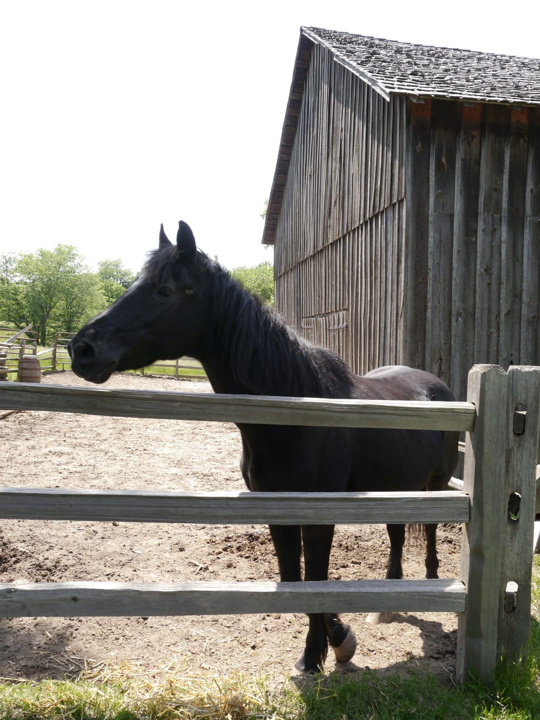 Customer photo review of Hoof Power Leckerlis — Starke Hufe fürs Pferd