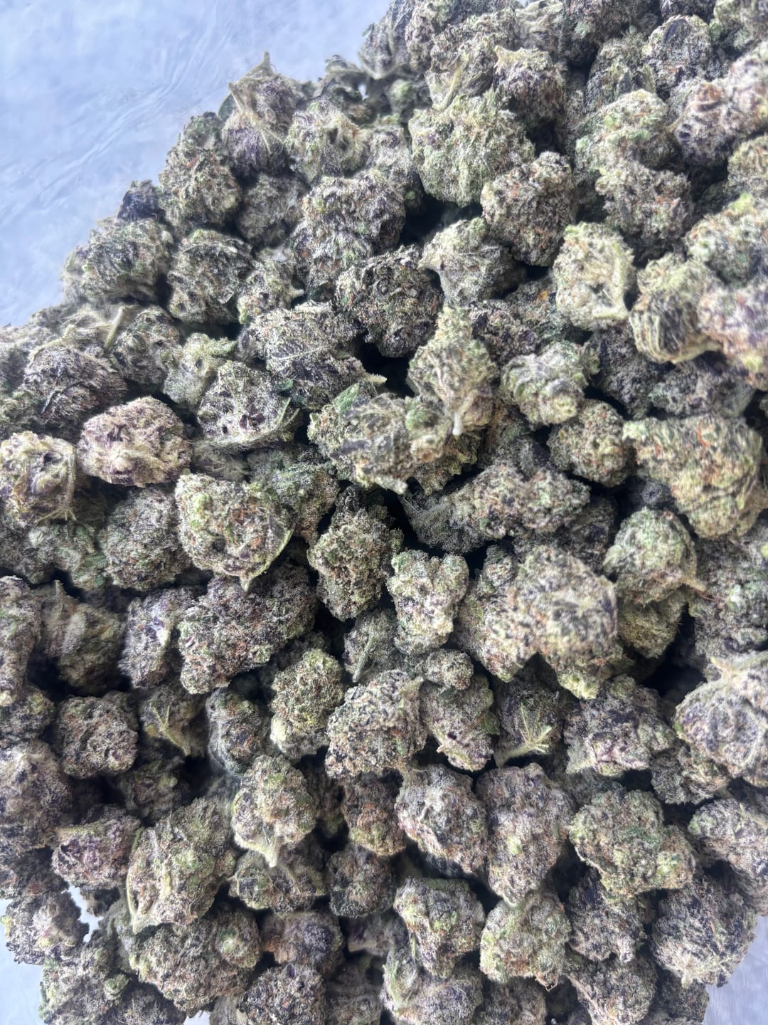 Customer photo review of Garlic Cookies Indoor Mediums - Bulk Mediums - Hybrid