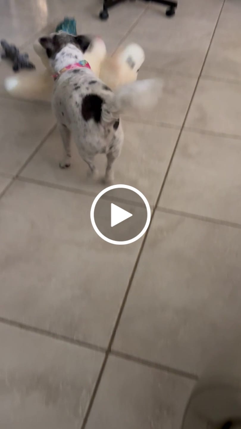 Customer video review of Lamb Chop Plush Dog Toy Jumbo