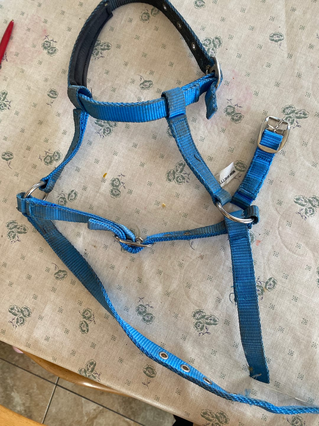 Customer photo review of Halter For  Mini Shetland -  Azure Blue
