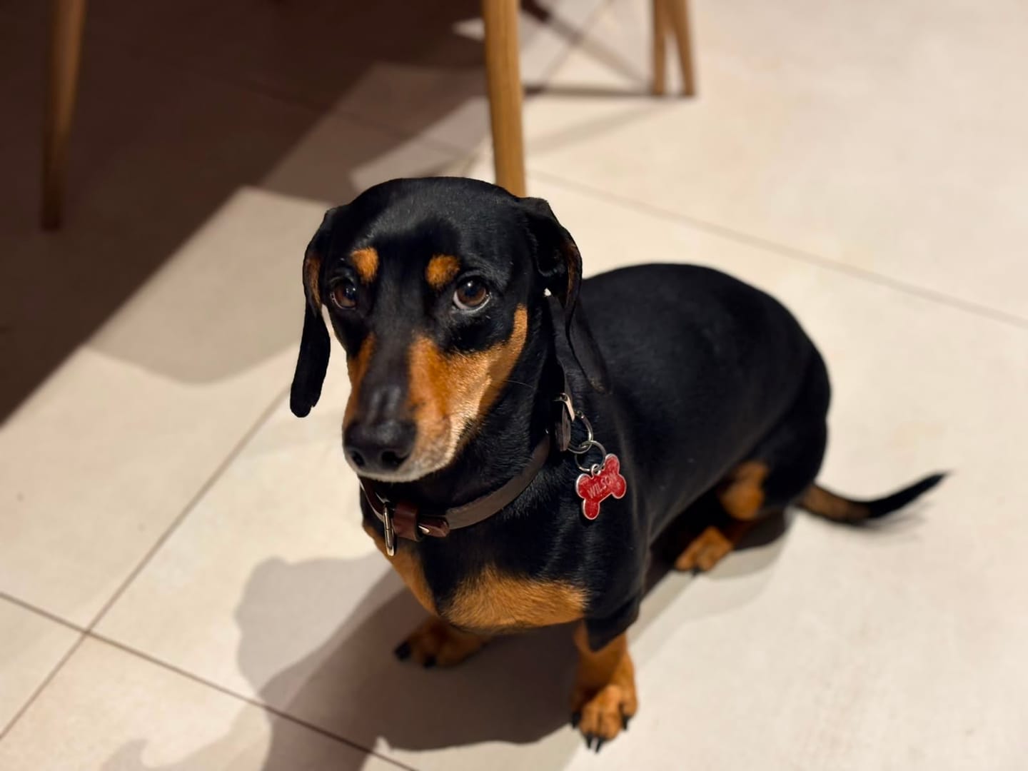Customer photo review of Collar Duke Marrón/Whisky