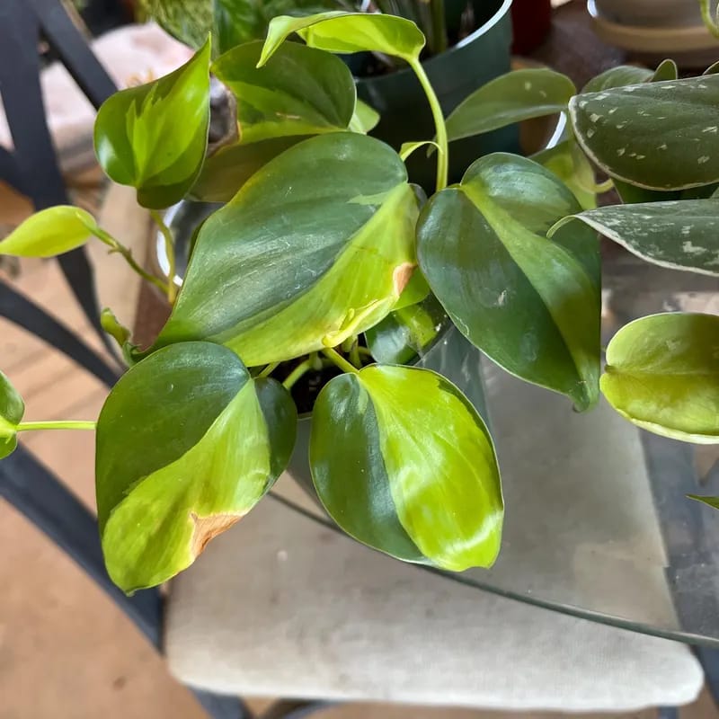 Customer photo review of Brazil Philodendron in 4" Nursery Pot – Philodendron Hederaceum 'Brasil' – Trailing Vine Plant – Low Maintenance Indoor Plant – Vibrant Foliage – Air Purifying & Pet-Friendly Low-Light Houseplant