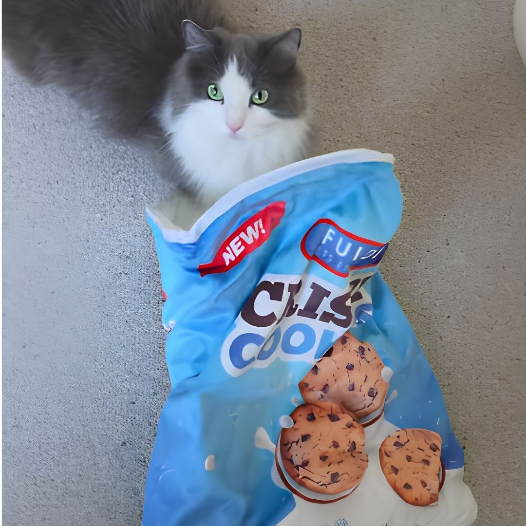 Customer photo review of Crinkle Cat Bed
