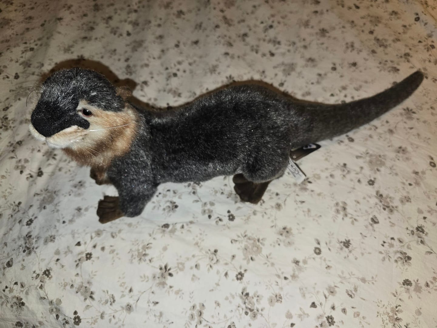 Customer photo review of Eurasian Otter Soft Stuffed Plush Toy