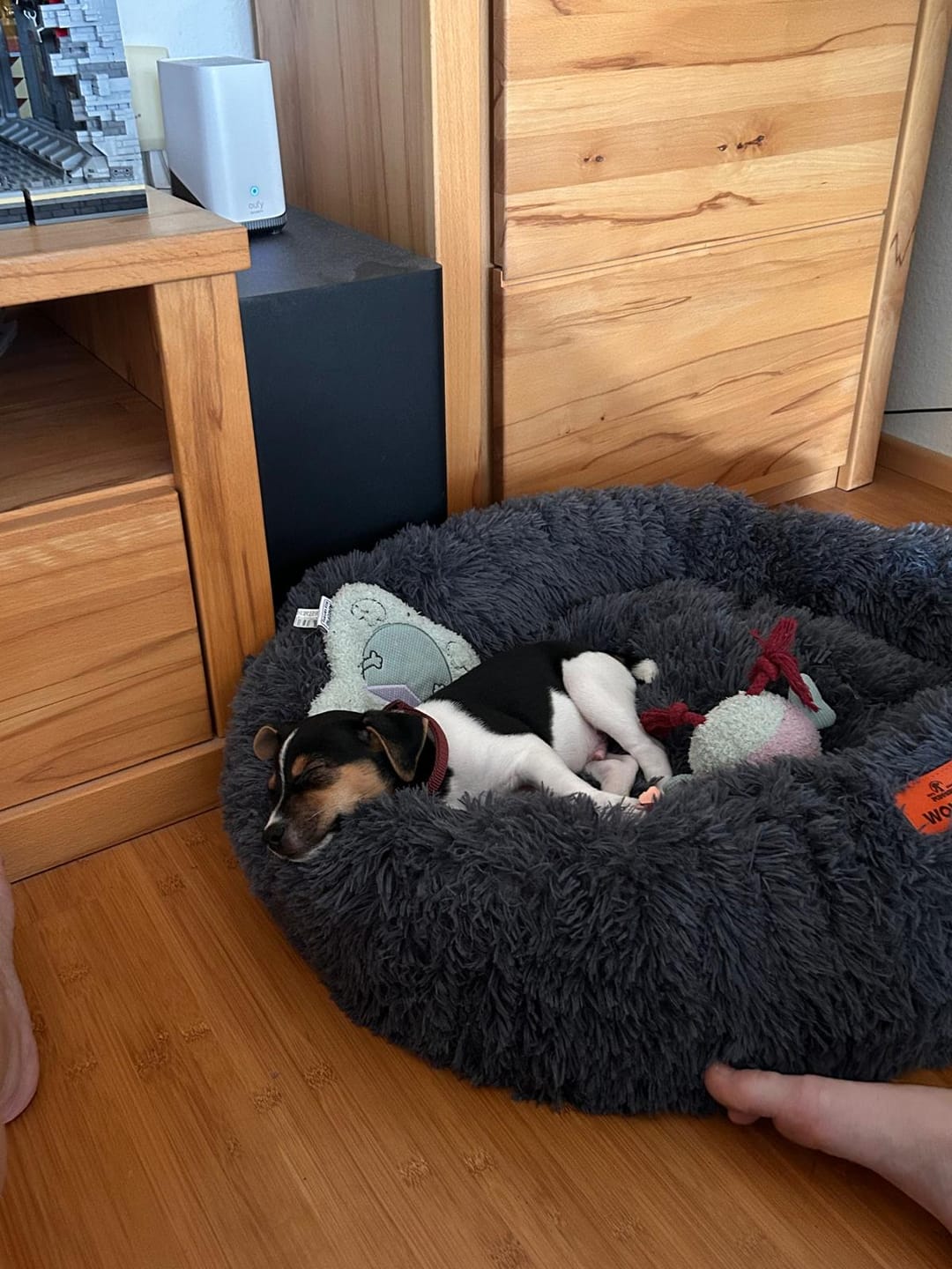 Customer photo review of Puppery Hundebett Wolke 7 - Das Original
