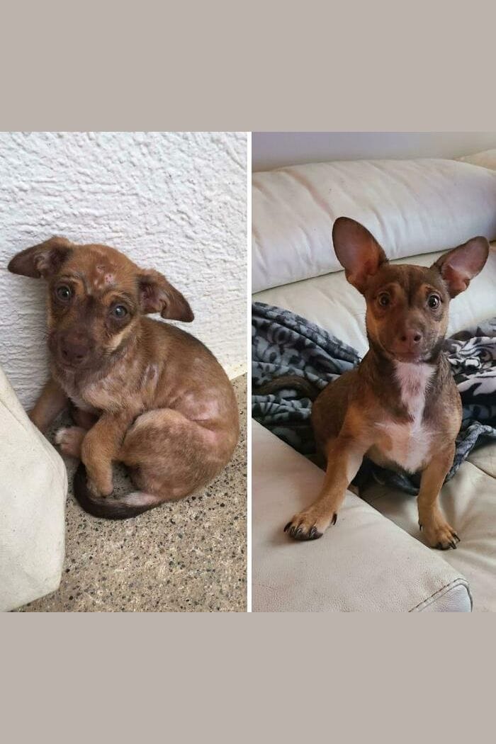 Customer photo review of Pack Nutrición para Mascotas + Bonos