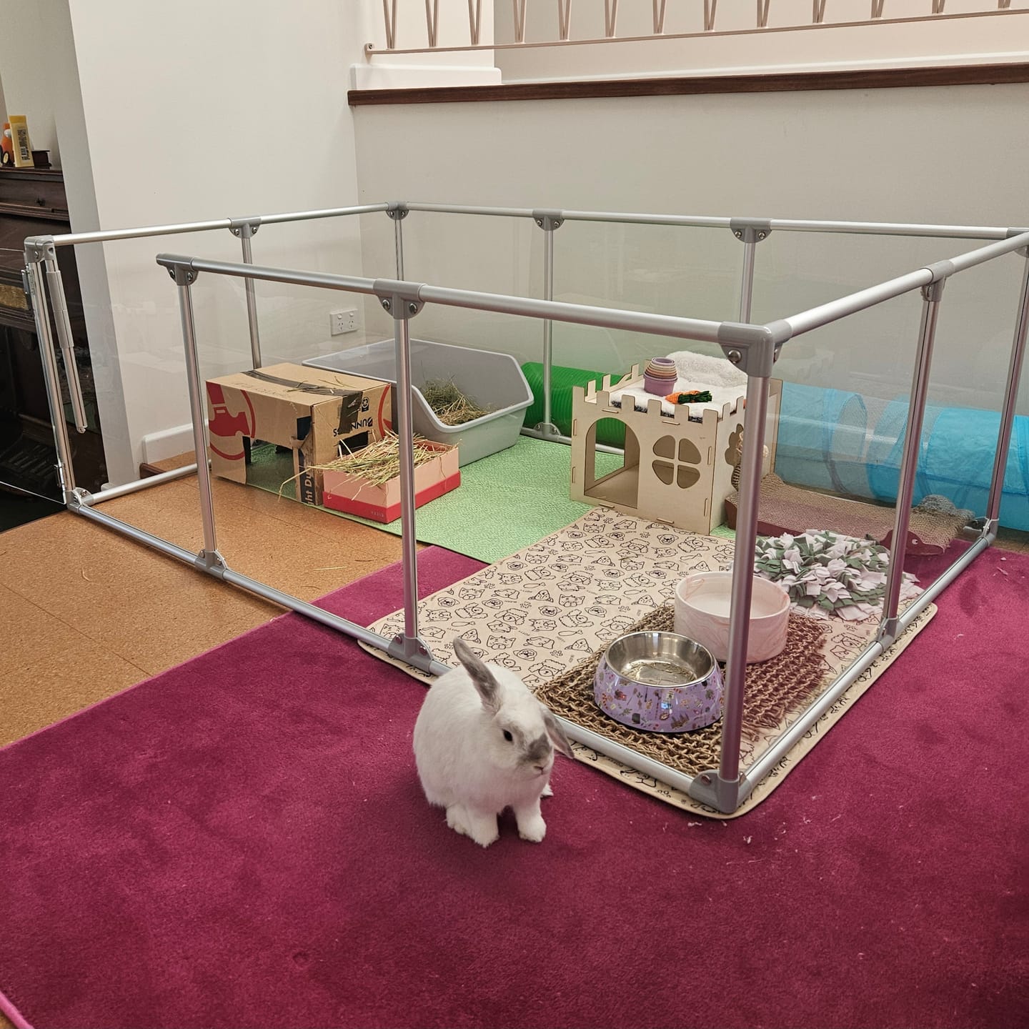 Customer photo review of 27" (69 cm) Tall Large Lucidium Pet Pen.