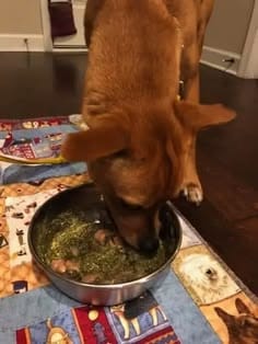 Customer photo review of Pack Nutrición para Mascotas + Bonos