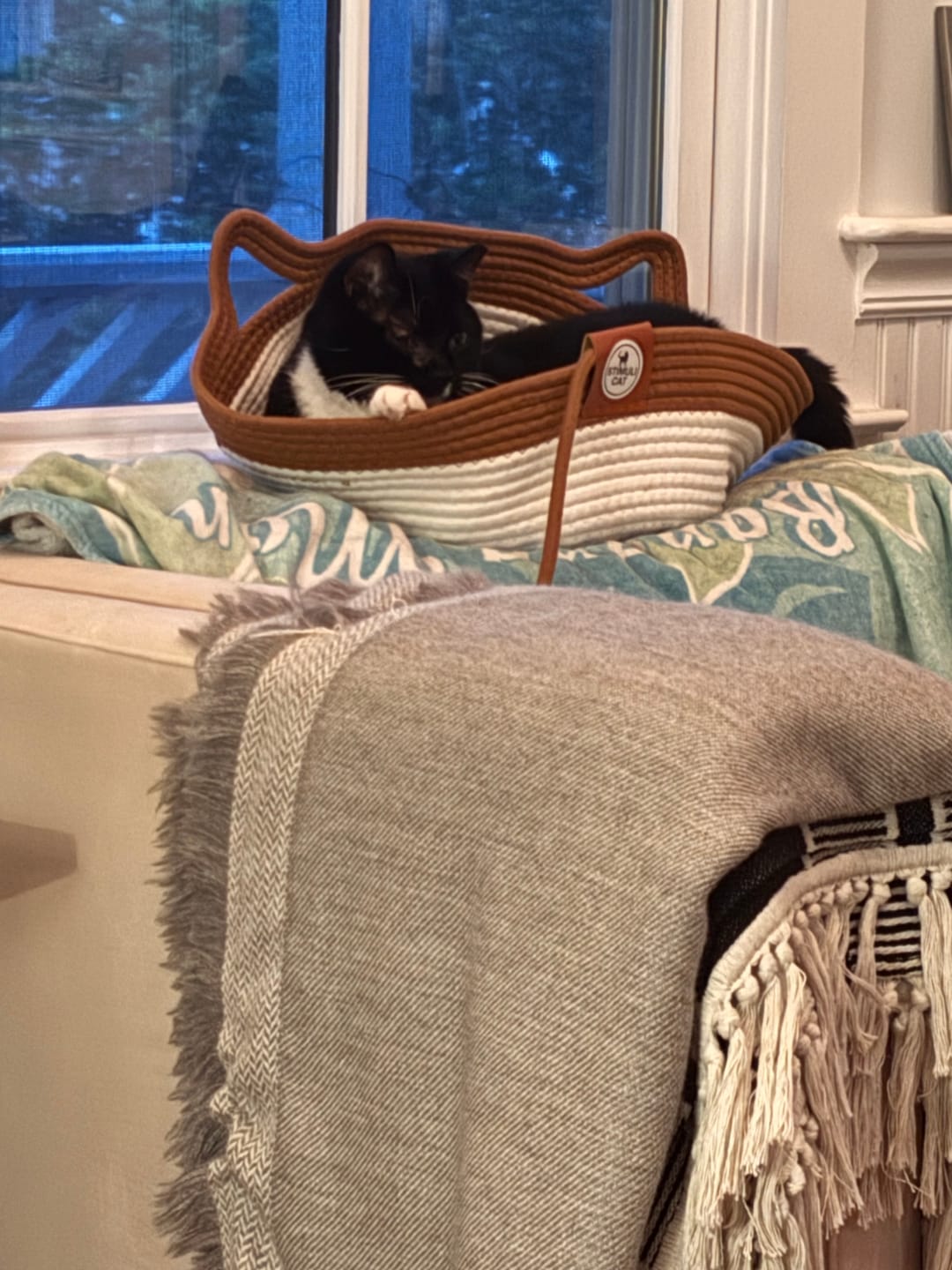 Chat noir et blanc dans le panier Instinct marron et blanc près d'une fenêtre.