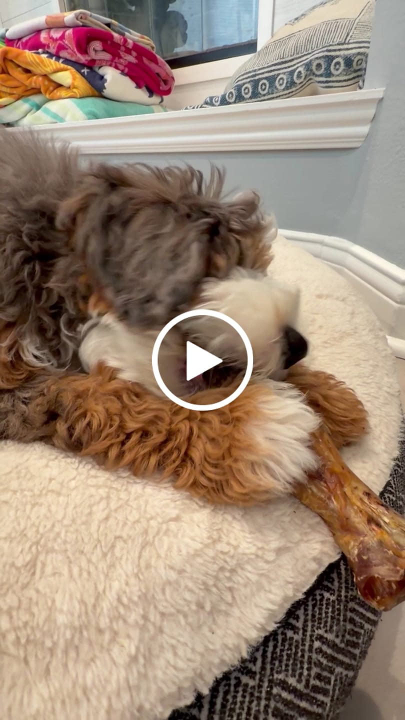 Customer video review of Ostrich Shaft Bones (11" x 2"): The Long-Lasting, Flavorful Chew for Medium to Large Dogs