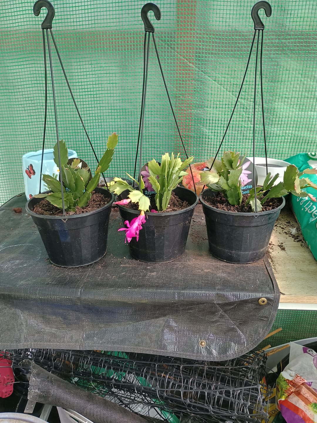 Customer photo review of Zygocactus 'Thor Caroline'