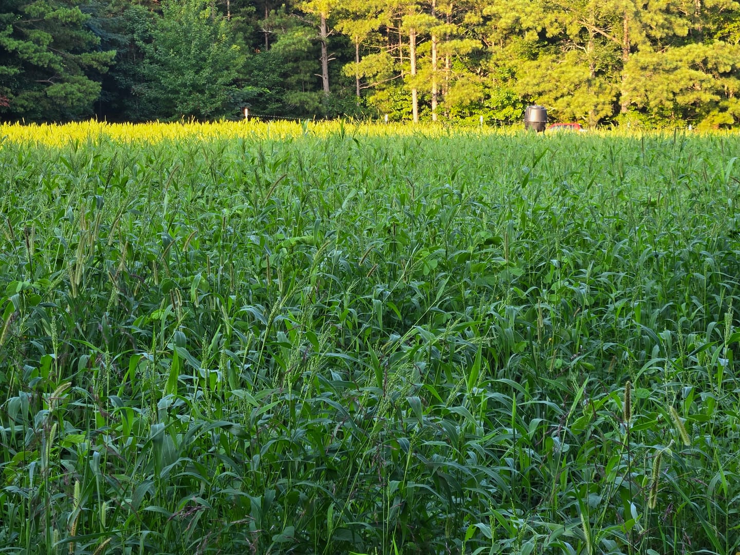 Customer photo review of Dove & Quail Plot