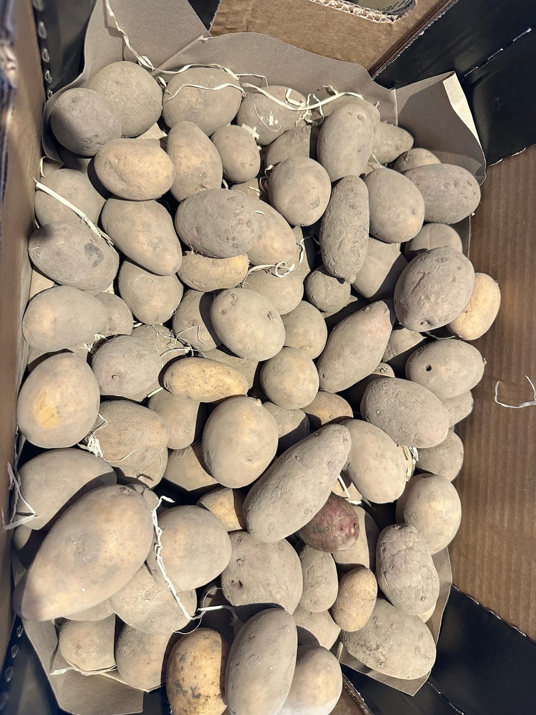 Customer photo review of Bio Kartoffel „Ofenbabies“ bunt regional vom Billesbergerhof