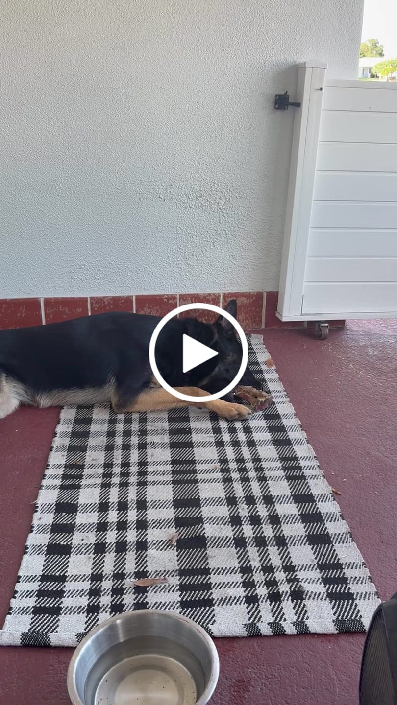 Customer video review of Ostrich Long Bone (19" x 3.5"): The Ultimate Challenge for Medium, Large & Extra-Large Dogs