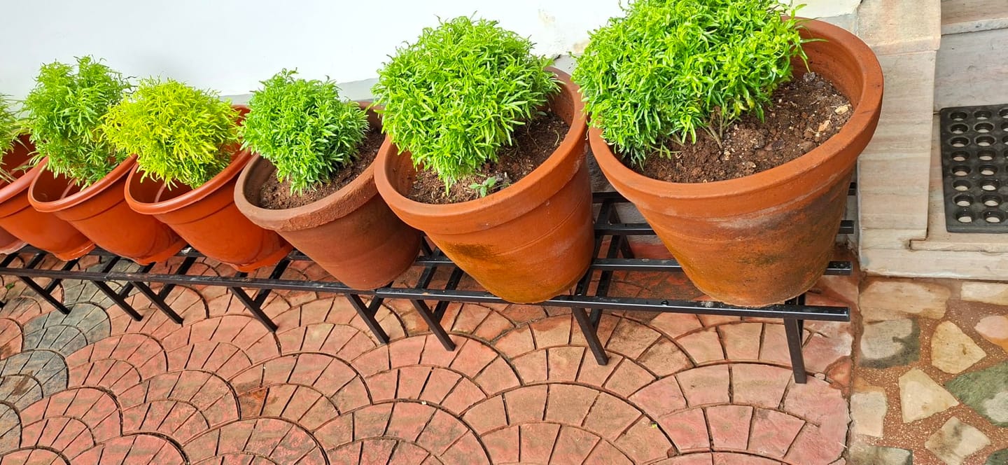Customer photo review of Horizontal Metal Pot Stand (Set of 2 ) 76x24x18 Cm | Rust-Proof Matte Powder-Coated Pot Stand for Big Size Plants | Supports Up to 200 Kg| Ideal for Balcony, Outdoor and Indoor Plant Display