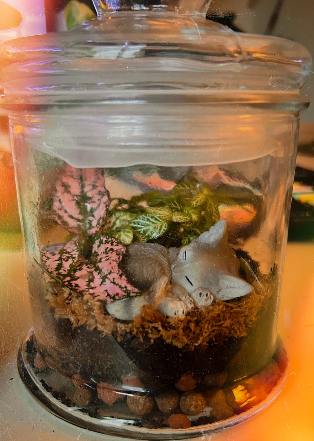 Customer photo review of Terrarium Mix