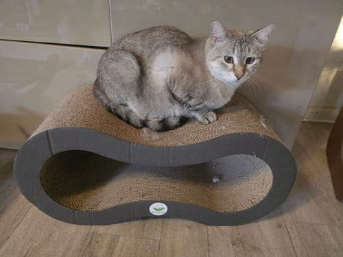 Customer photo review of Katzenliege Infinity Lounge L