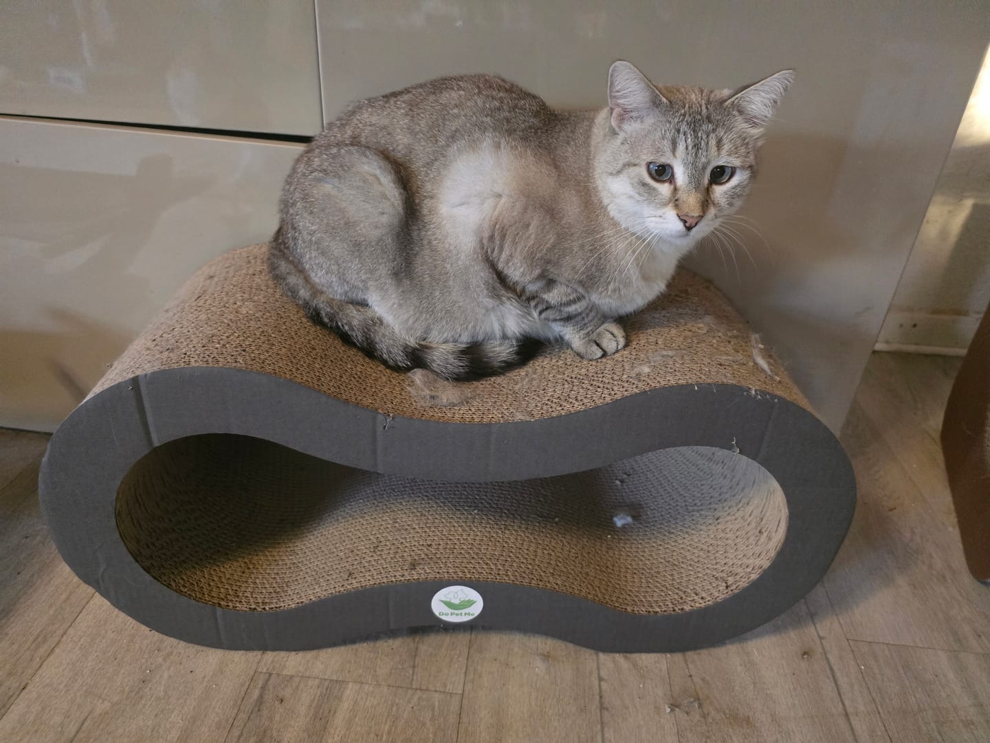 Customer photo review of Katzenliege Infinity Lounge L