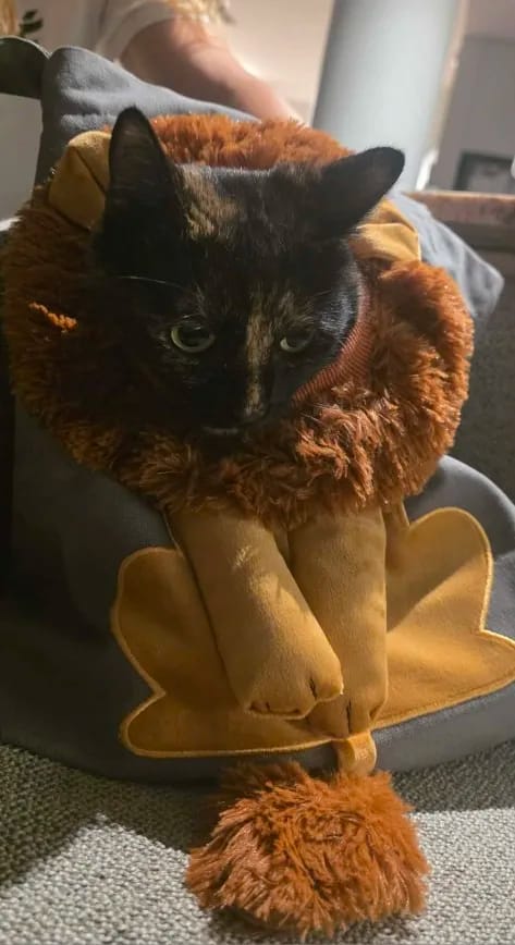 Customer photo review of Bolso Transportín para Mascotas Transpirable, Cómodo y Ligero