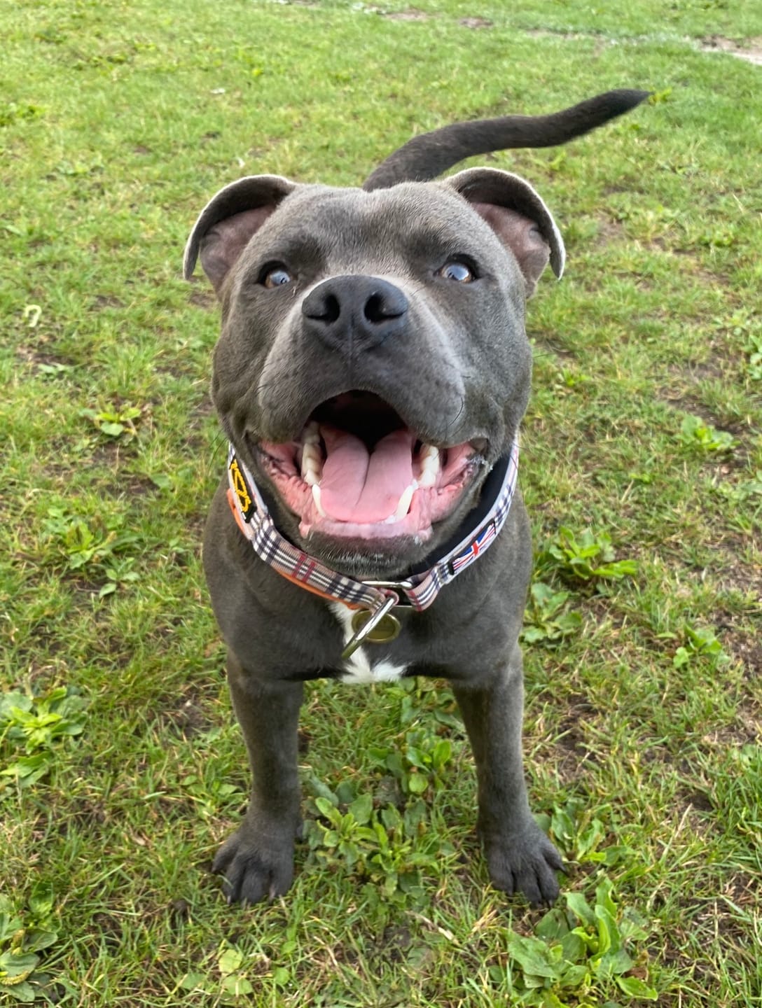 Customer photo review of Staffordshire Bull Terrier 1935® Martingale Collar - Staffburry Beige