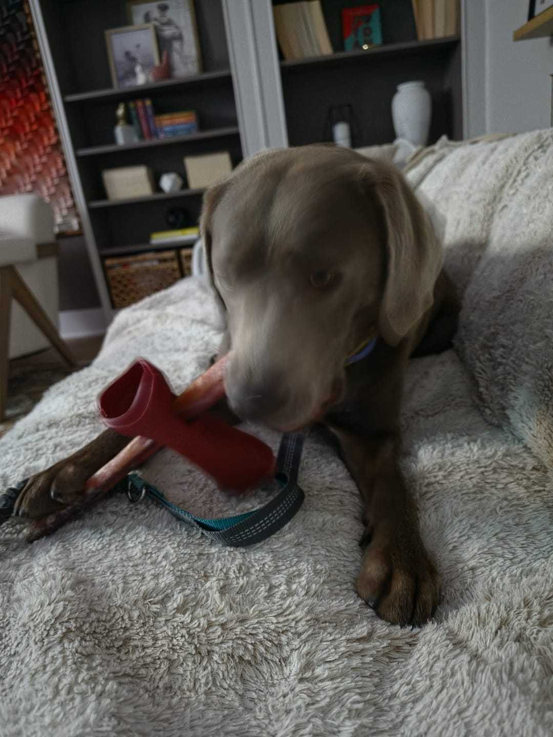 Customer photo review of Bully Stick Safety Holder