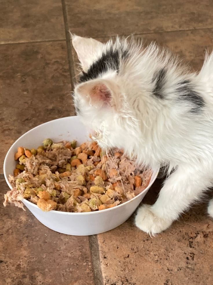 Customer photo review of Pack Nutrición para Mascotas + Bonos