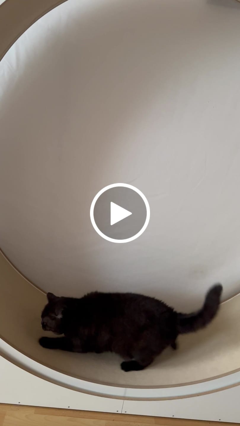 Customer video review of Elmato Katzenlaufrad Simba