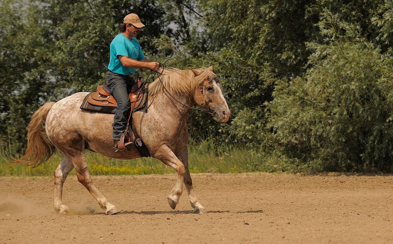 Customer photo review of Western Kräuter für Pferde - Westernpferd