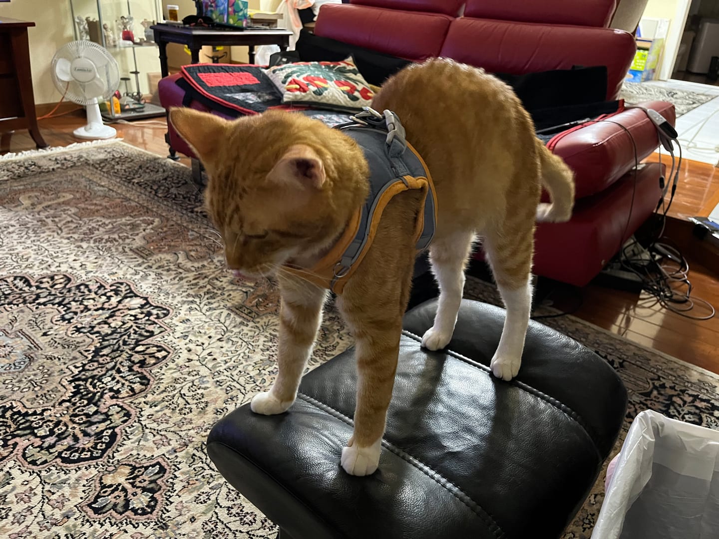 Customer photo review of Escape-Proof Cat Harness + Leash
