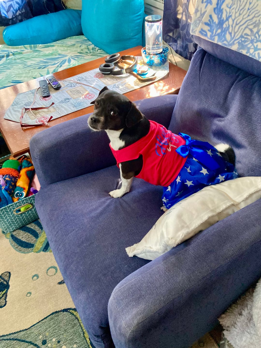 Customer photo review of 6 Inch Thick Bully Stick