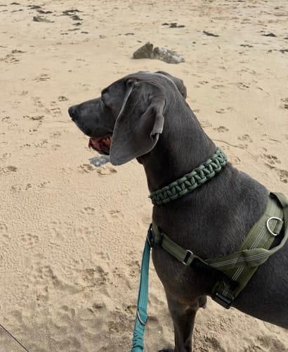Customer's green ParoPet No Pull Dog Harness on a large dog walking on a beach.