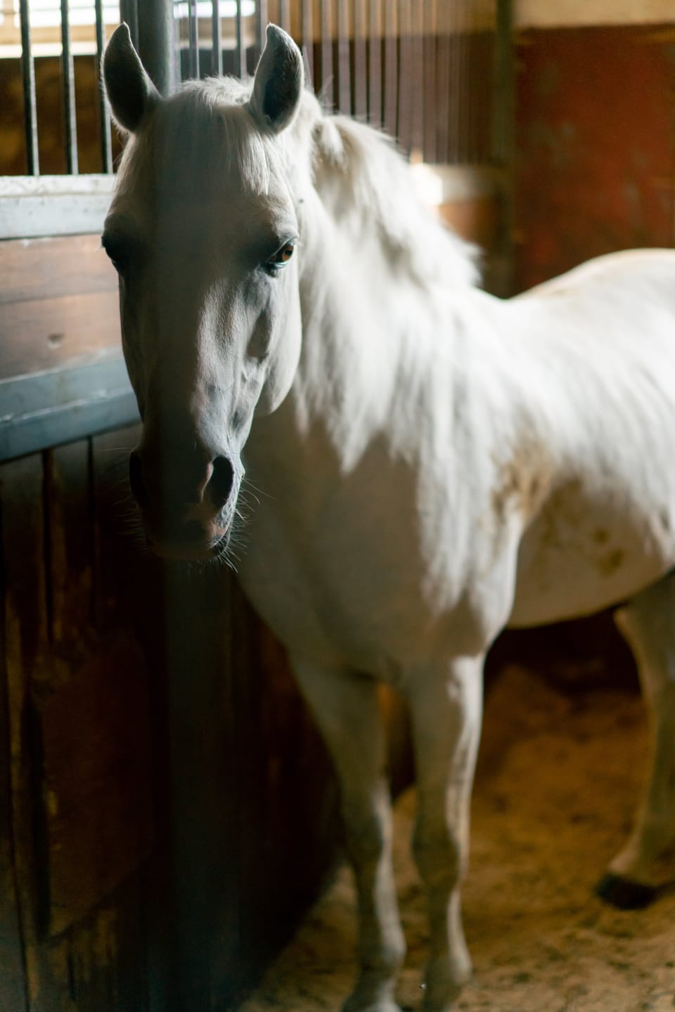 Customer photo review of Hoof Power Leckerlis — Starke Hufe fürs Pferd