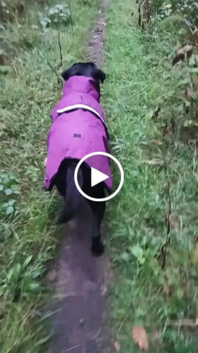 Customer video review of 3-in-1 Dog Coat