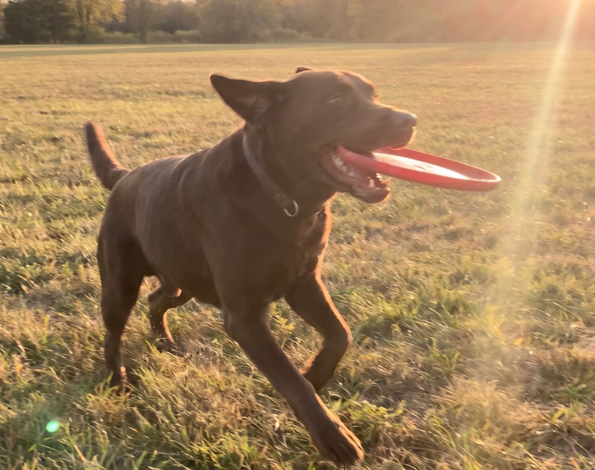 Customer photo review of Dental Powder by Cluxo®️