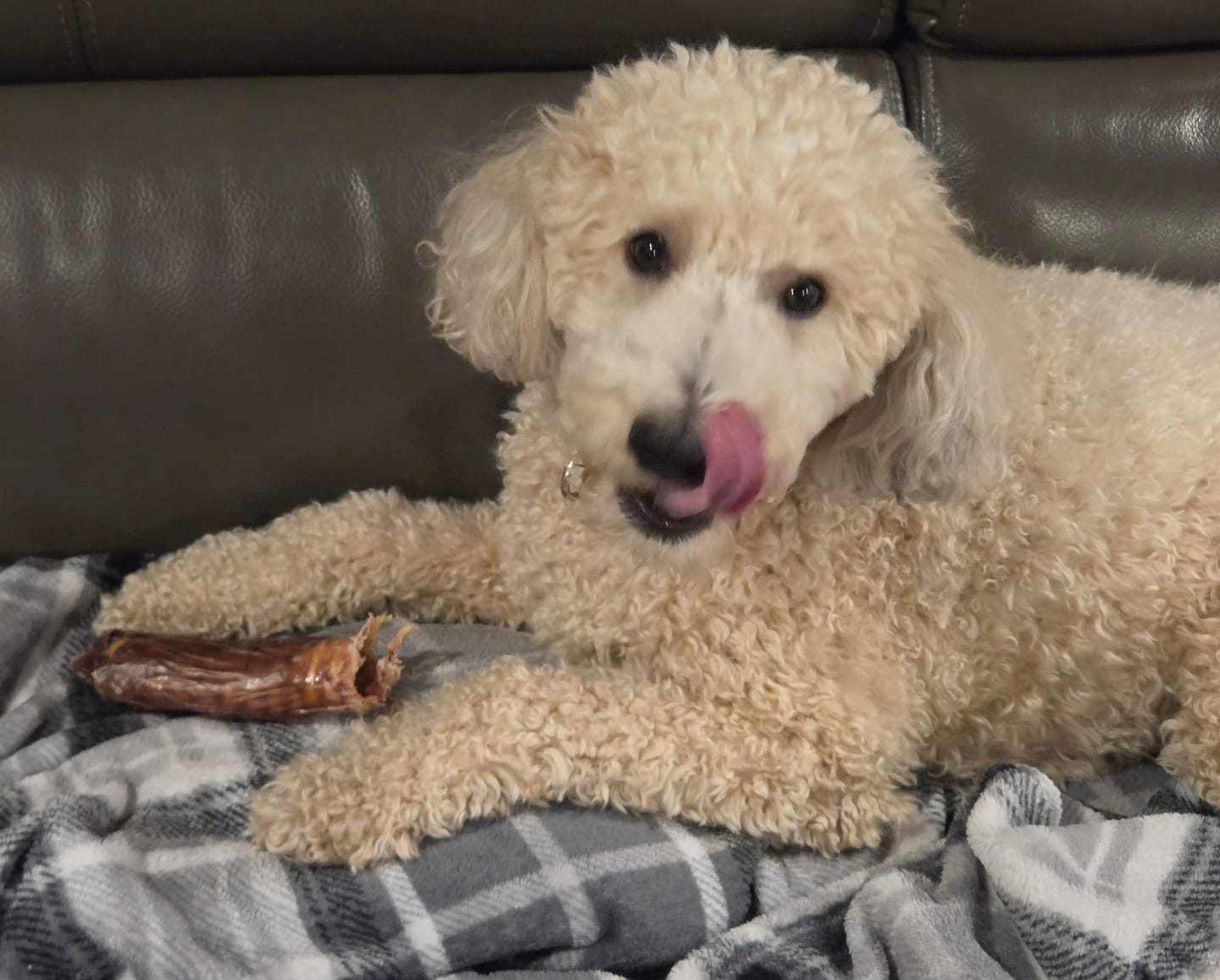 Customer photo review of 6 Inch Trachea Wrapped in Jerky