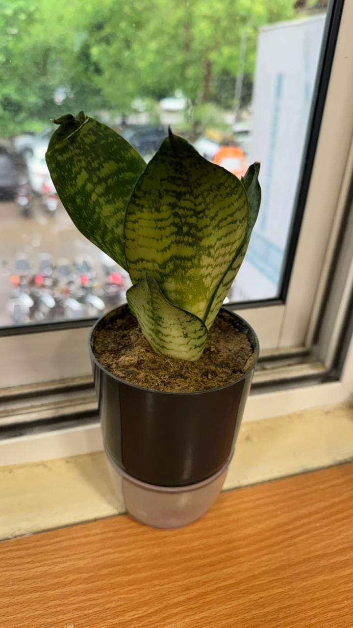Customer photo review of Snake Plant Sensaveria Hahnii