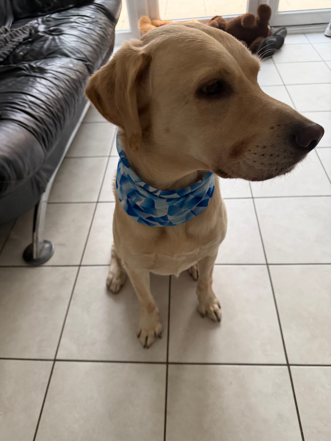 Customer photo review of Funk The Dog Bandana Selection