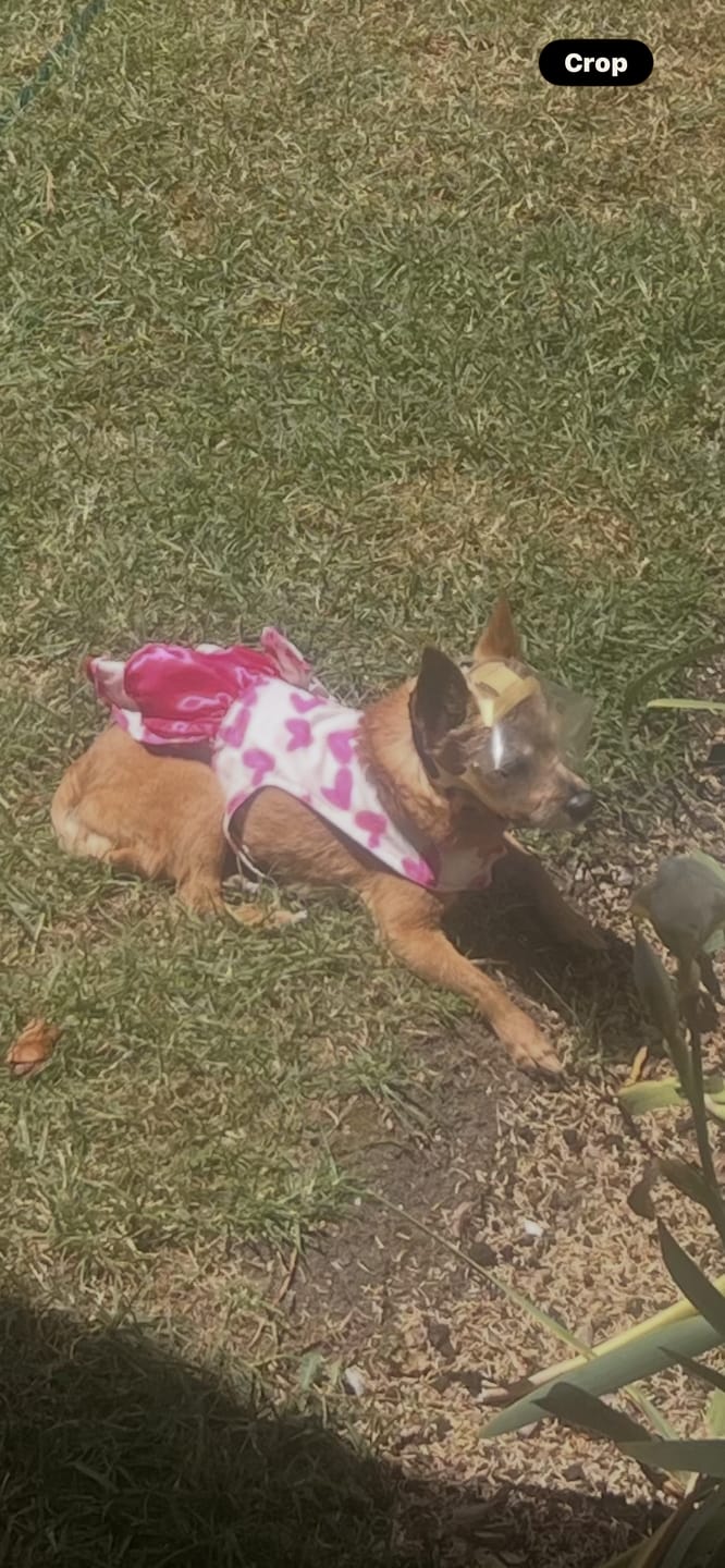 Customer photo review of OptiVizor - Regular Snout - Clear UV Tint