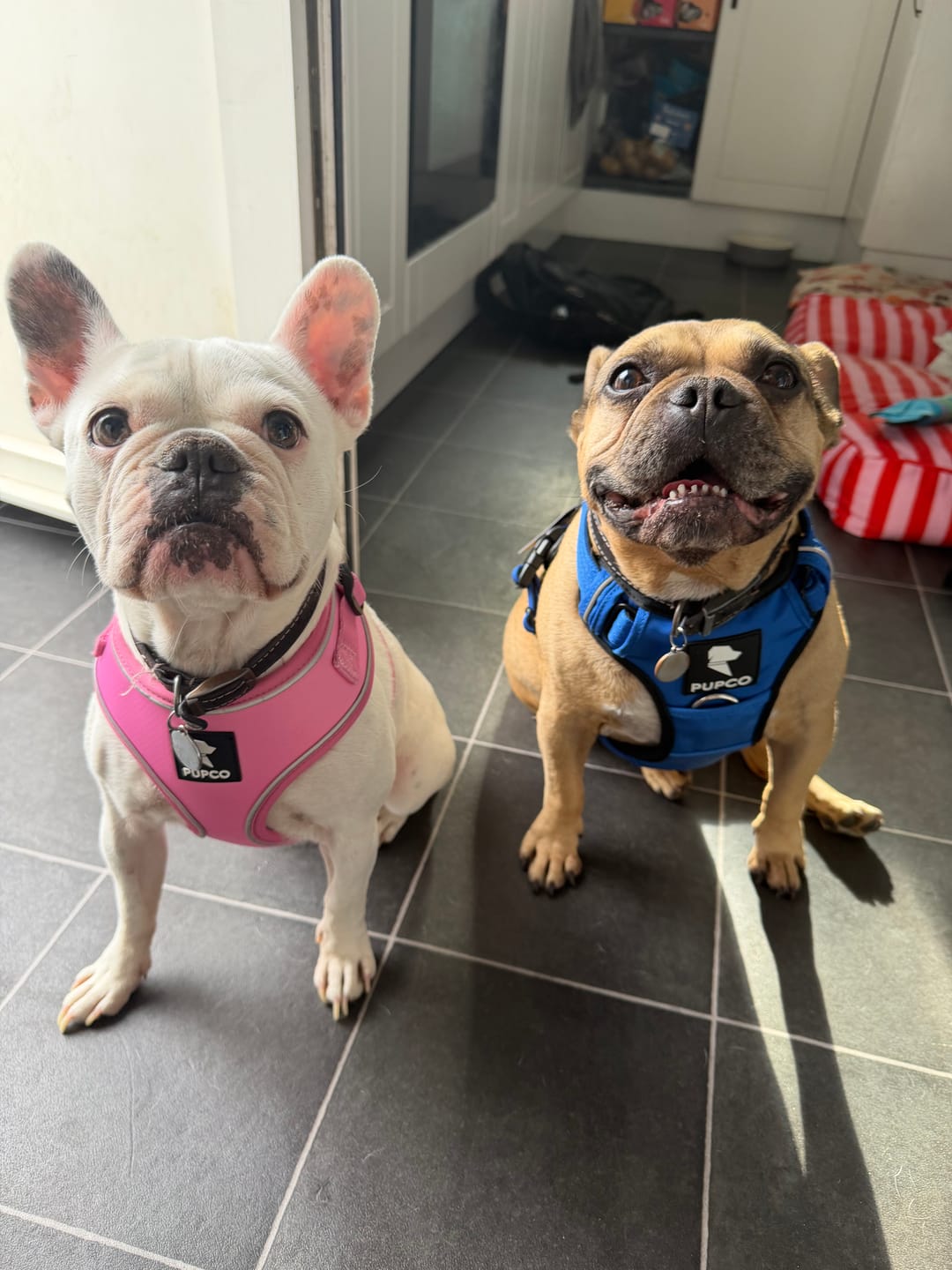 Customer photo review of Air-Lite Harness - Pink