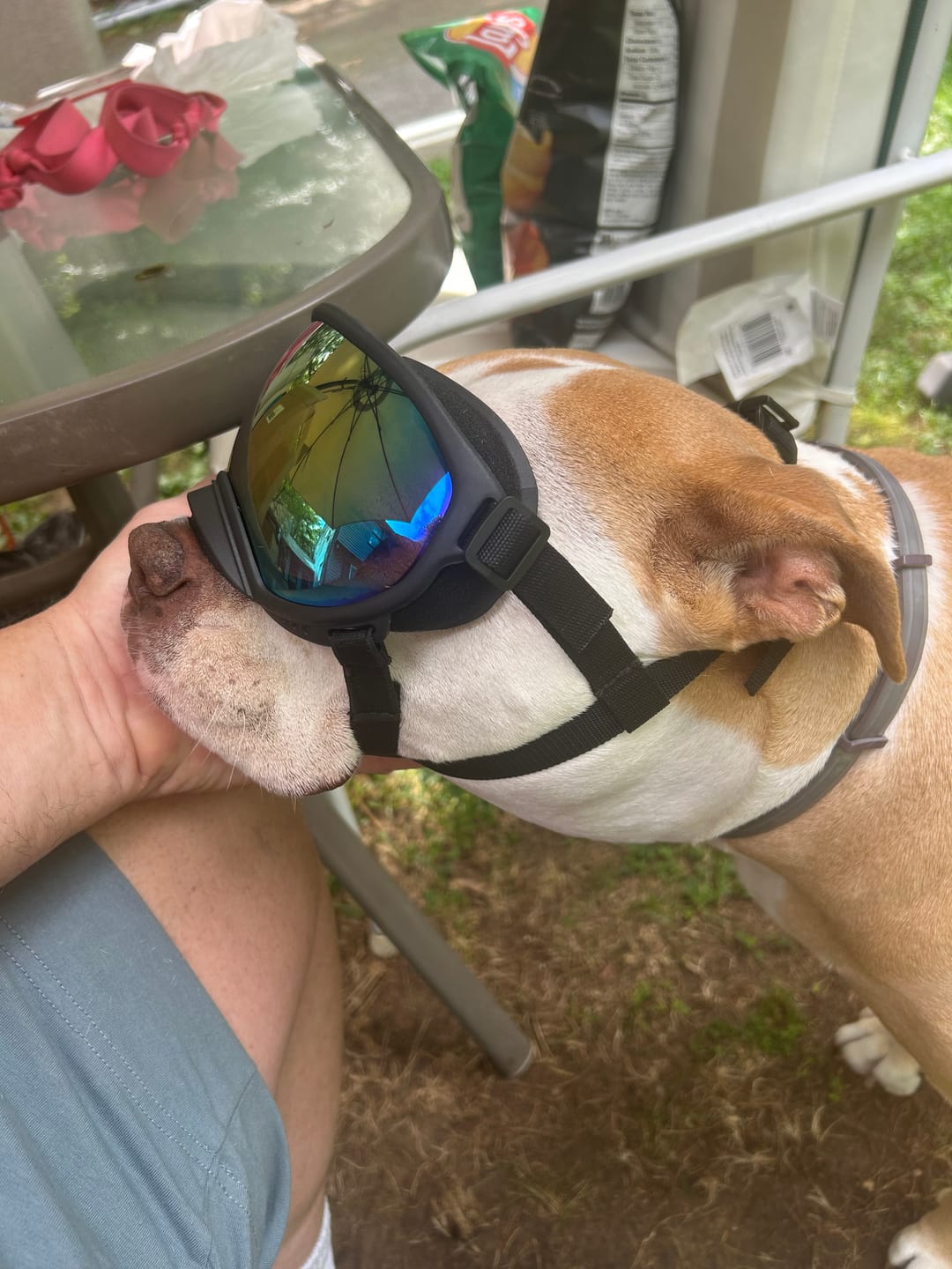 Customer photo review of Team K9® Dog Goggles
