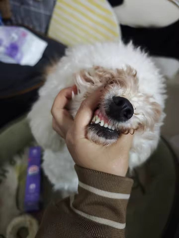 Customer photo review of Elimina el mal aliento de tu mascota en segundos 🐾