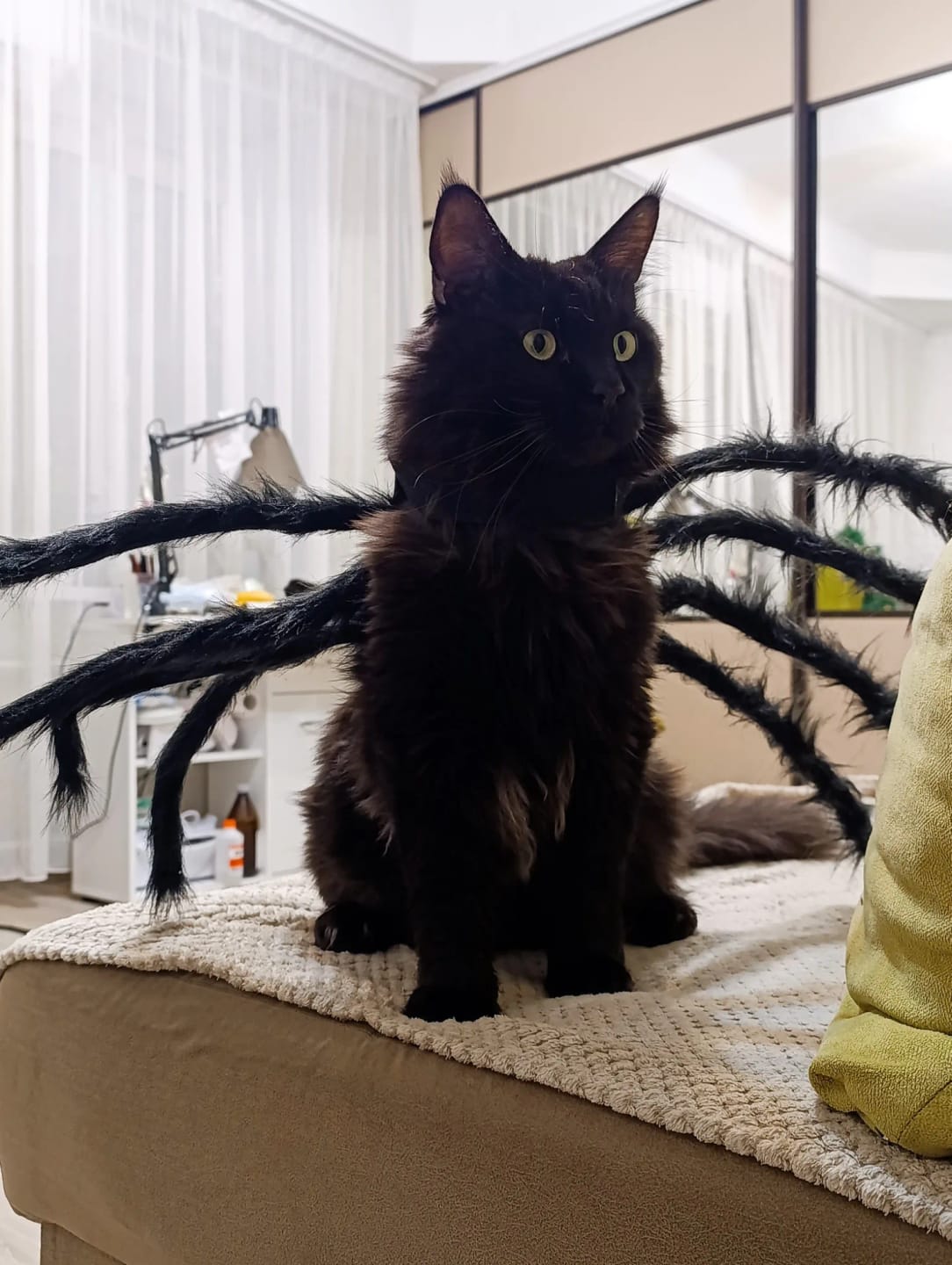 Customer photo review of Spidey Cat™ Costume