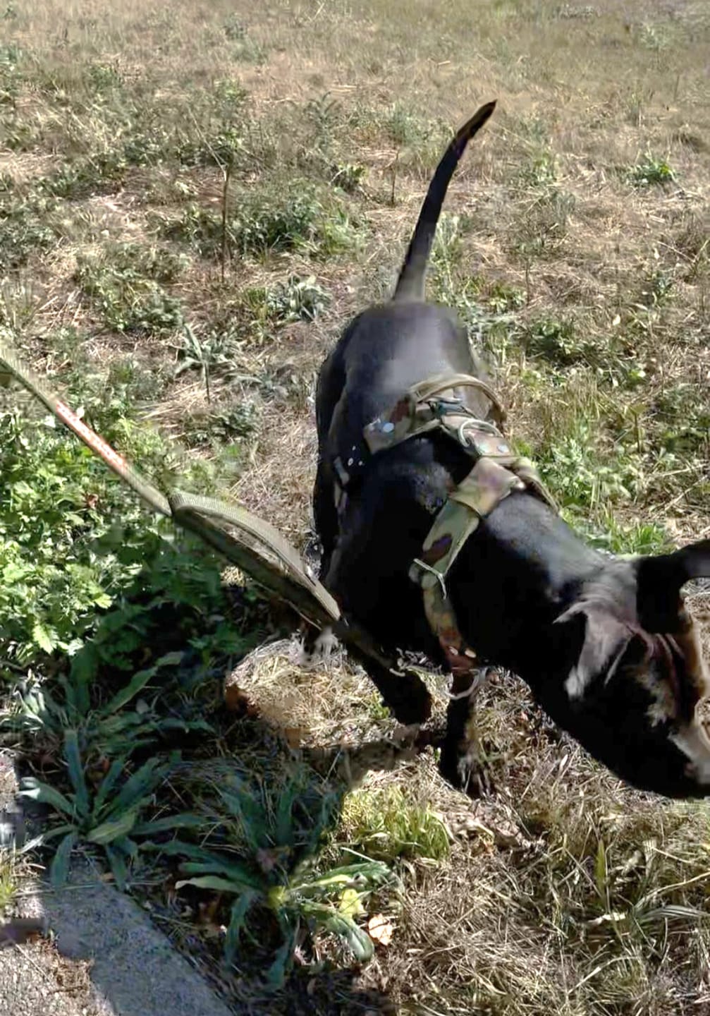 Customer photo review of Easy Walk Extreme Camo Green - Sele med snabbspänne