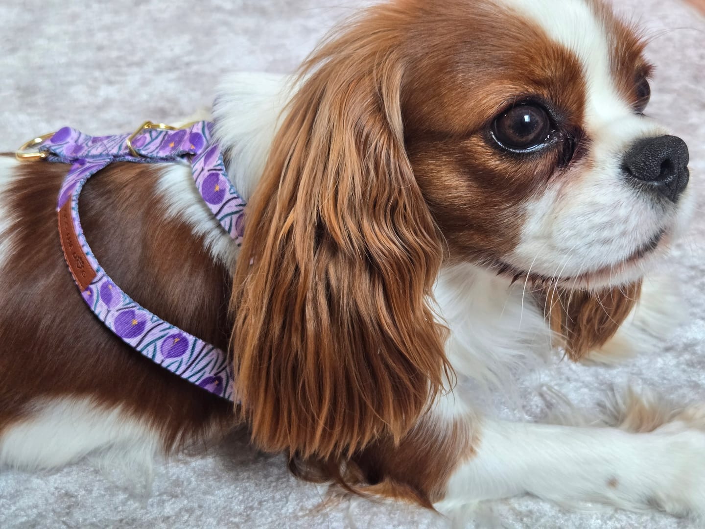 Customer photo review of Szelki guard "Amethyst" - złote okucia