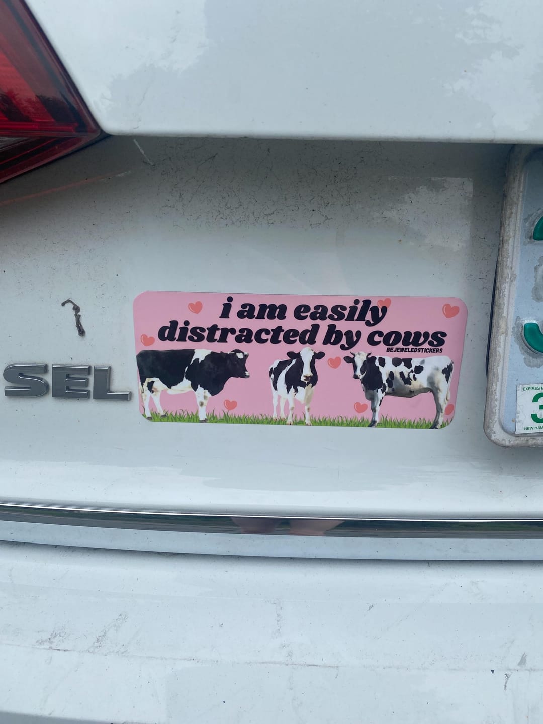 Customer photo review of I am easily distracted by cows