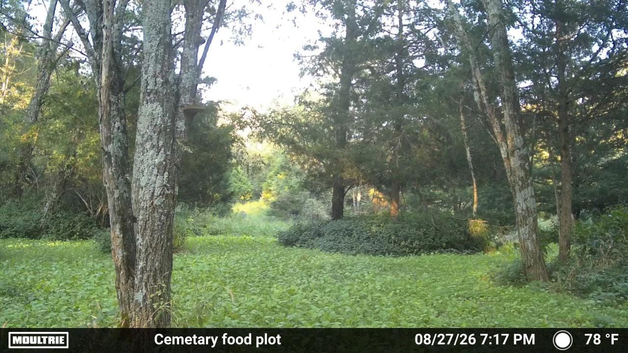 Customer photo review of Big Sexy™ Food Plot Seed