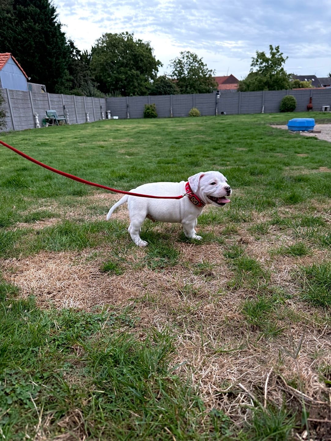 Customer photo review of Staffordshire Bull Terrier 1935® Puppy Collar & Leash Set - Red