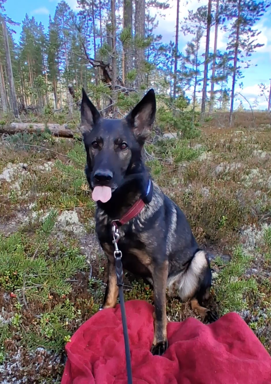 Customer photo review of Hundsås Biff