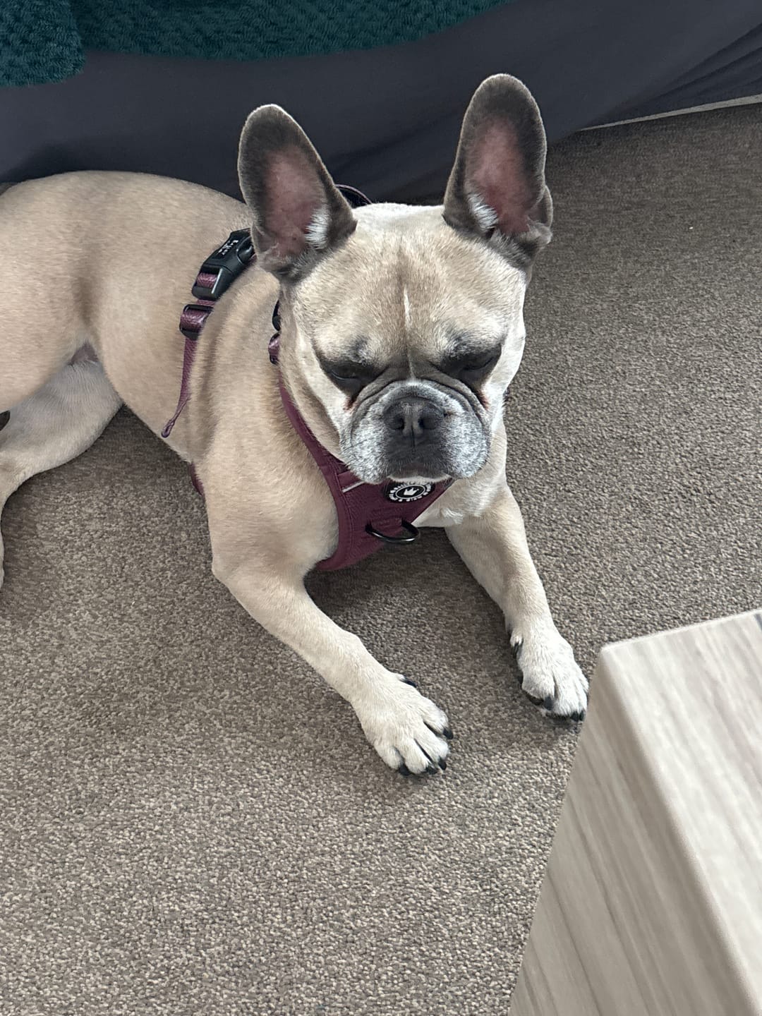 Customer photo review of Trail & Glow® Dog Harness - Mulberry Tweed